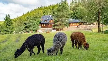 Statek U Rajmunda – penzion, Velké Karlovice
