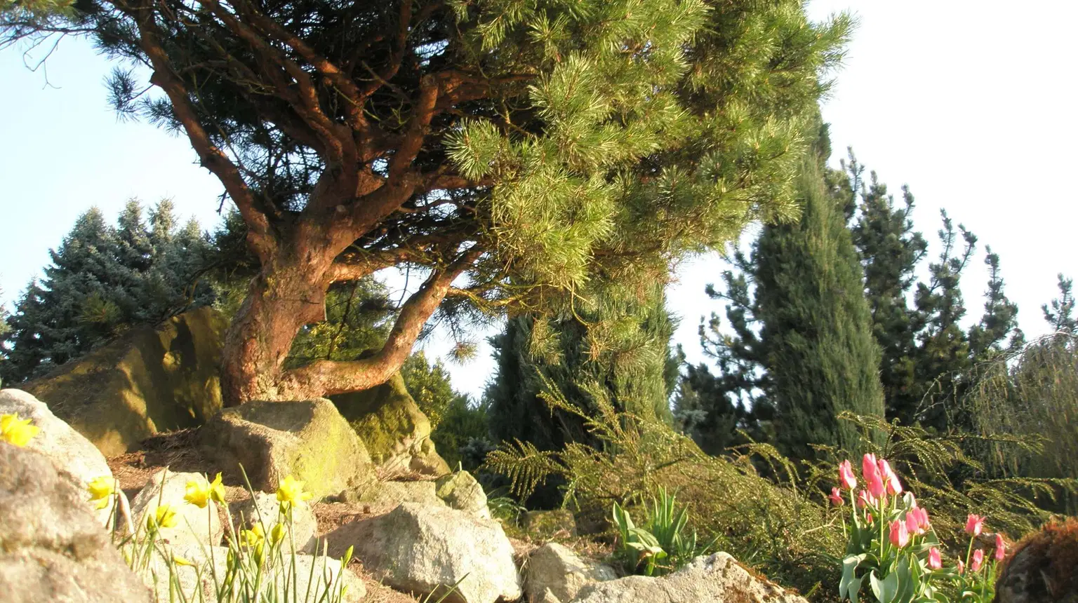 Arboretum Borotín – příroda, Borotín