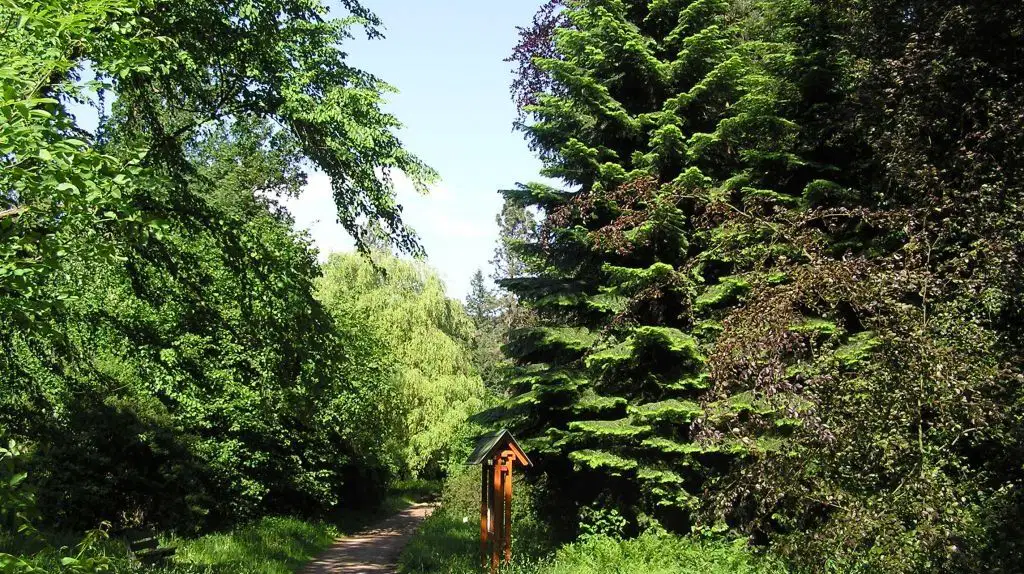 Arboretum Vysoké Chvojno – příroda, Vysoké Chvojno