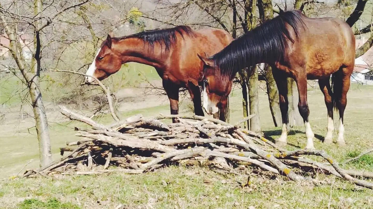 Ekofarma Jalový dvůr – zoo a farmy, Slavkov u Brna