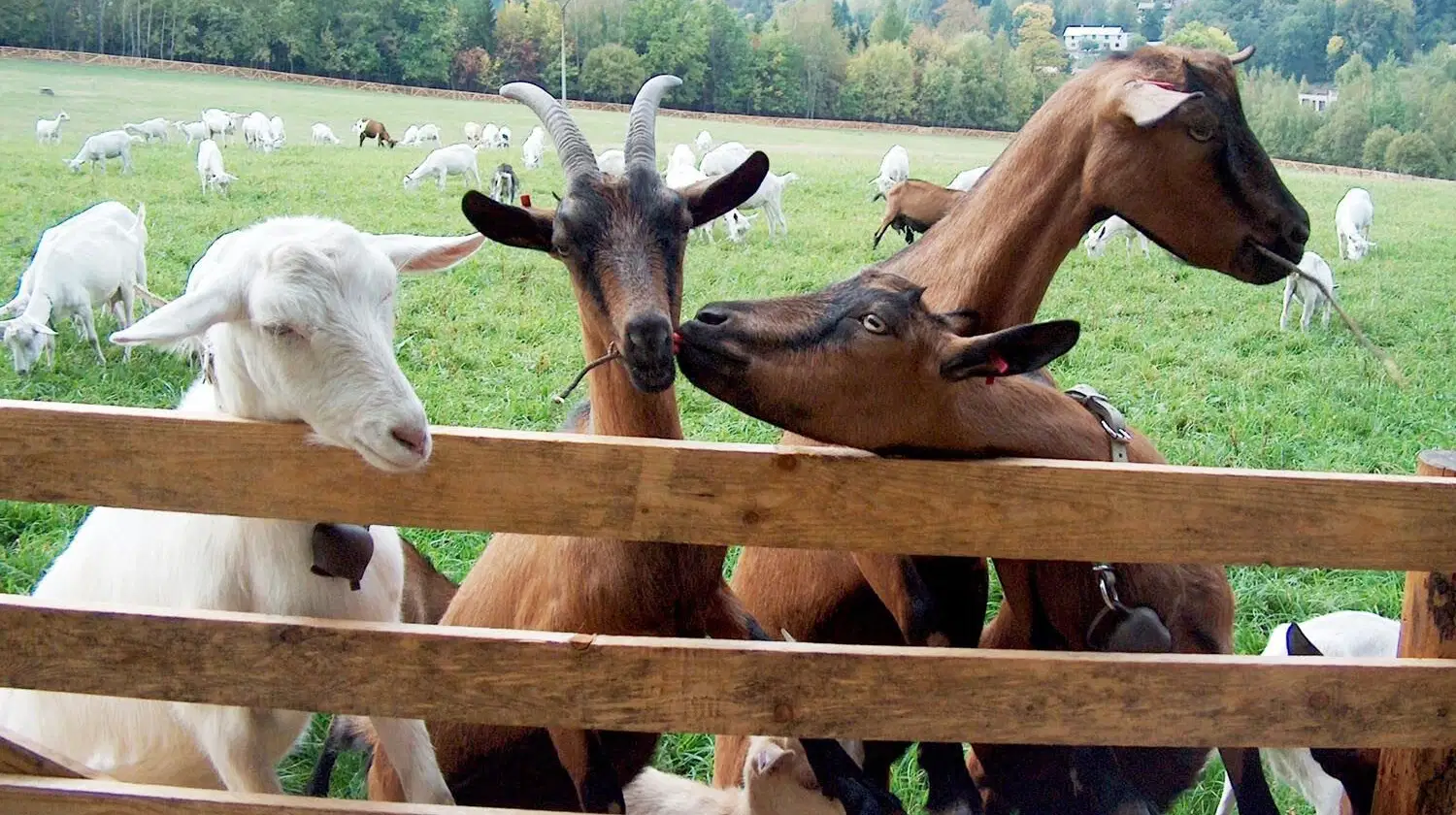 Kozí farma Pěnčín – zoo a farmy, Pěnčín