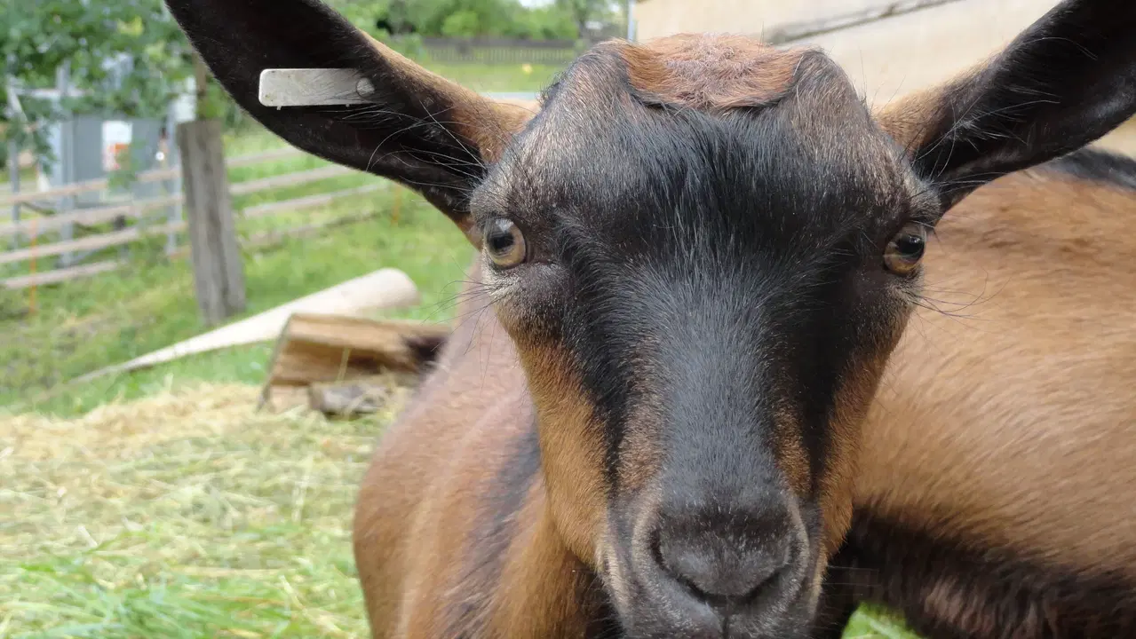 Kozí farma Zerlina – zoo a farmy, Rožnov pod Radhoštěm