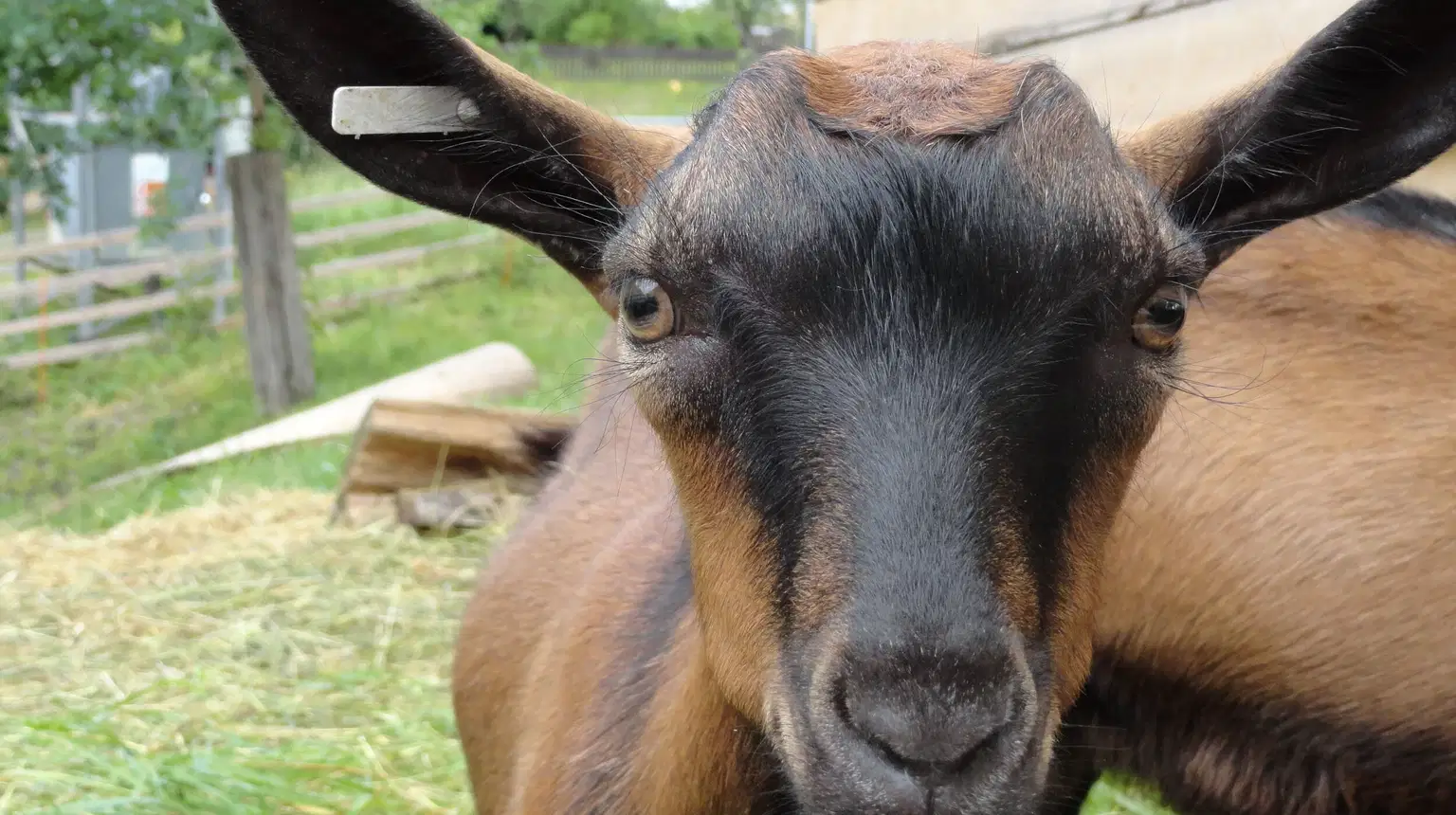 Kozí farma Zerlina – zoo a farmy, Rožnov pod Radhoštěm