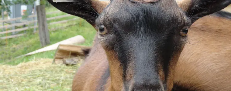 Kozí farma Zerlina – zoo a farmy, Rožnov pod Radhoštěm