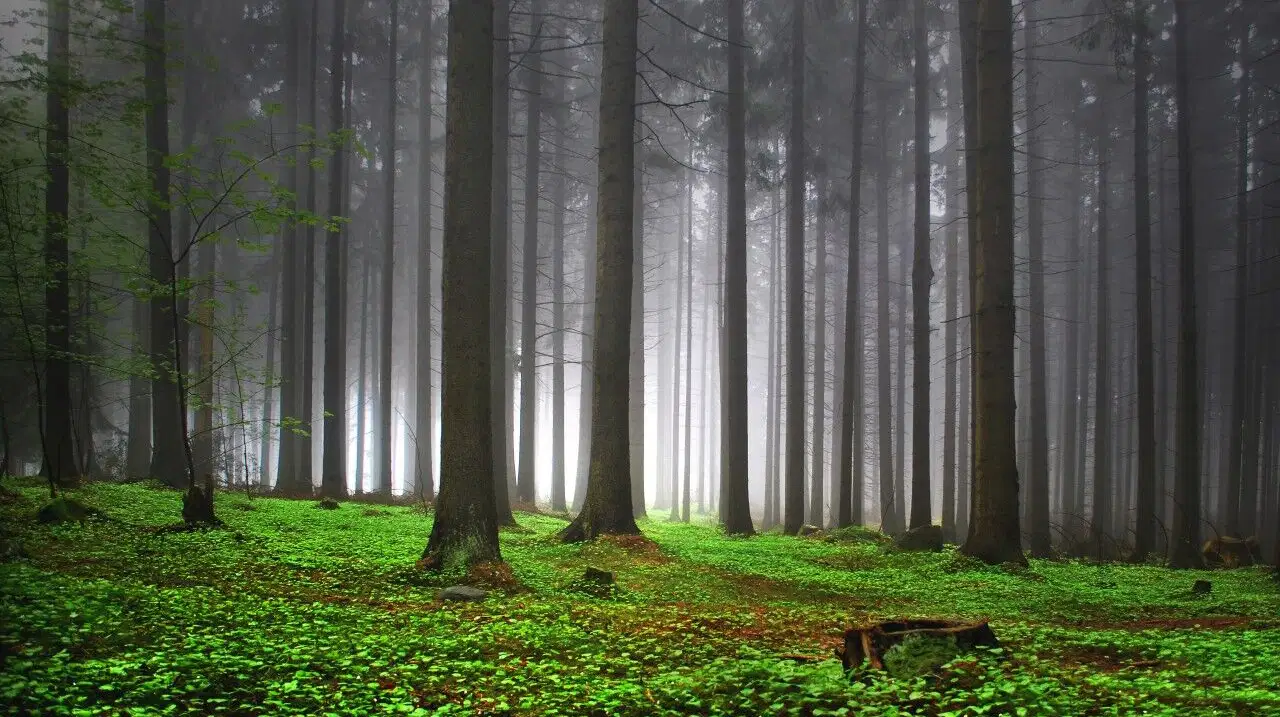 Metternichova trasa – příroda, Mariánské Lázně