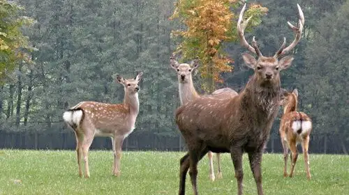 Obora Žleby – příroda, Žleby