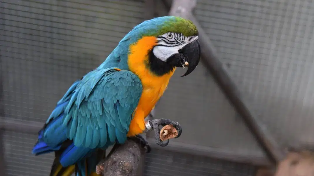 Tropic Hukvaldy – zoo a farmy, Hukvaldy