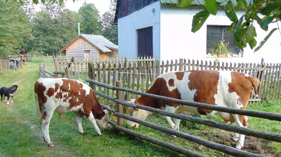 Zemědělský dvorek Dolní Lomná – zoo a farmy, Dolní Lomná
