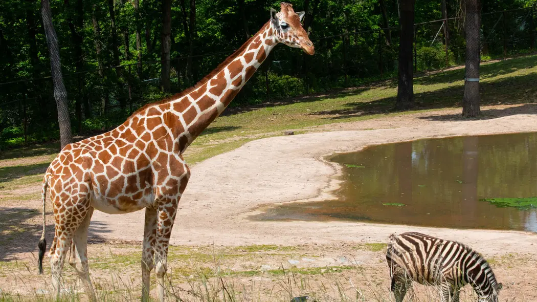 Zoo Brno – zoo a farmy, Brno