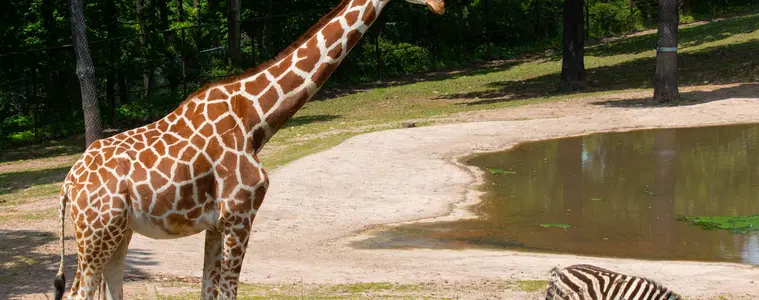 Zoo Brno – zoo a farmy, Brno
