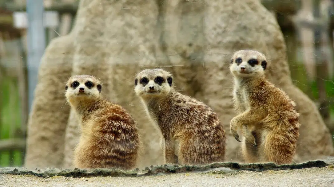 Zoo Hluboká nad Vltavou – zoo a farmy, Hluboká nad Vltavou