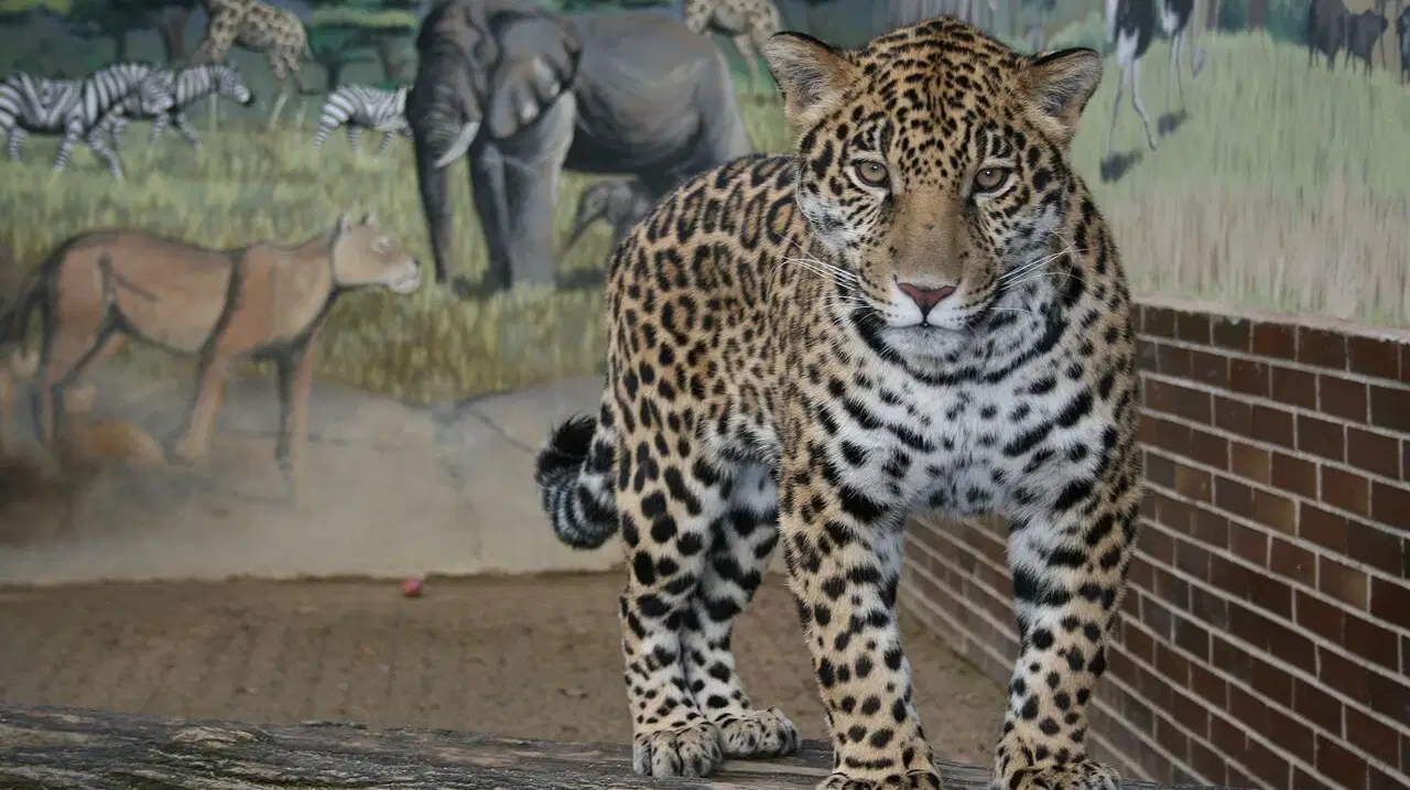 Zoo Hodonín – zoo a farmy, Hodonín