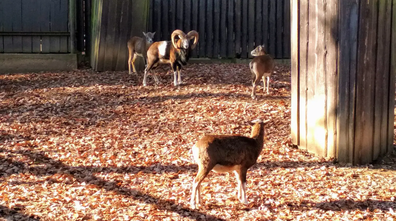 Zoo koutek Malá Chuchle – zoo a farmy, Praha