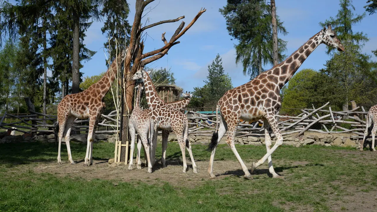 ZOO Olomouc – zoo a farmy, Olomouc