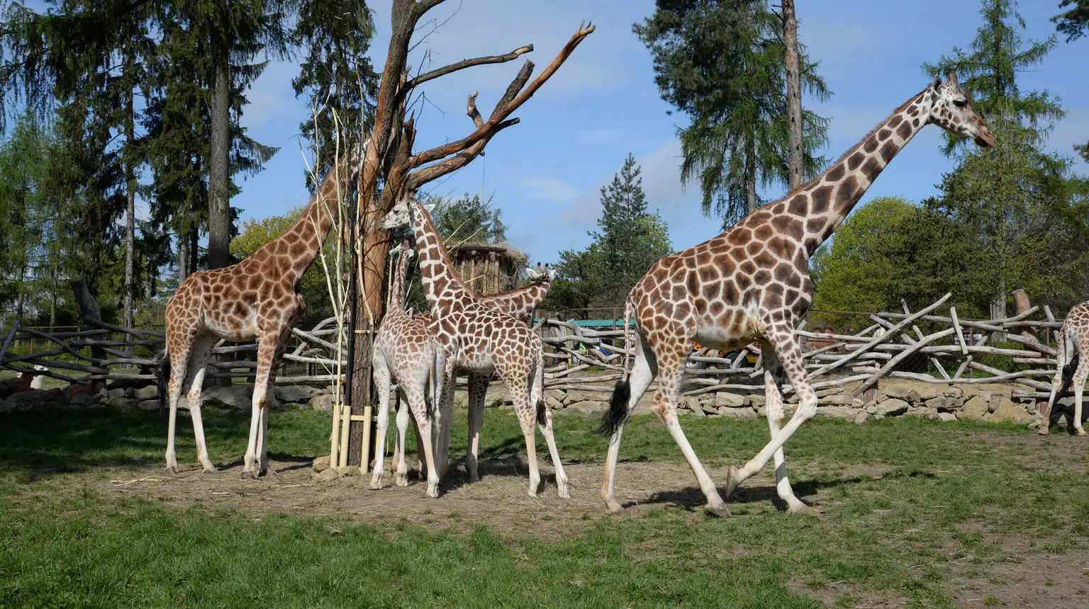 ZOO Olomouc – zoo a farmy, Olomouc