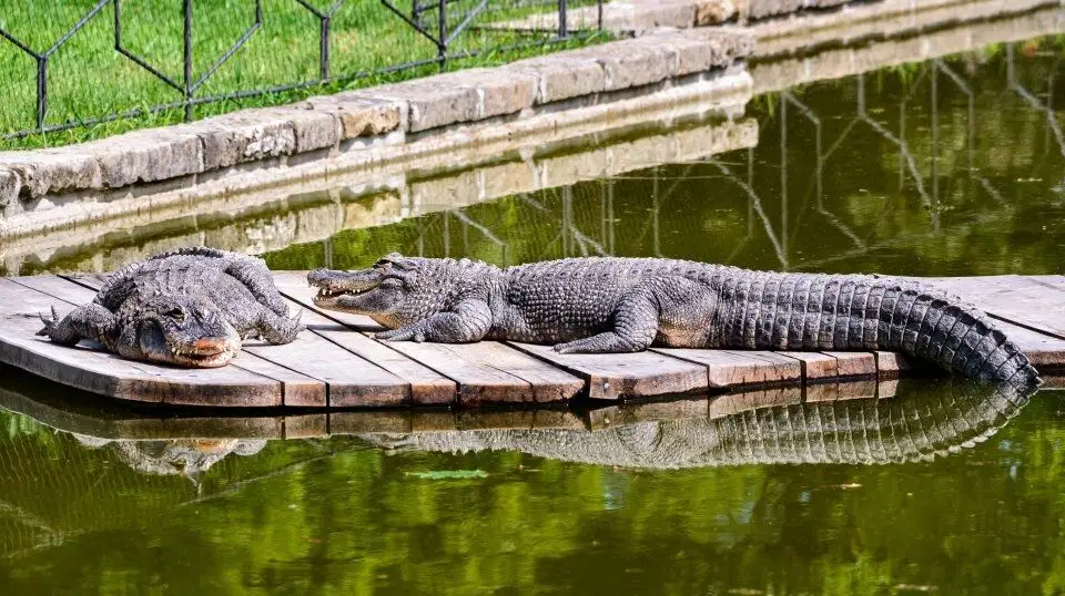 Zoo Zlín - Lešná – zoo a farmy, Zlín