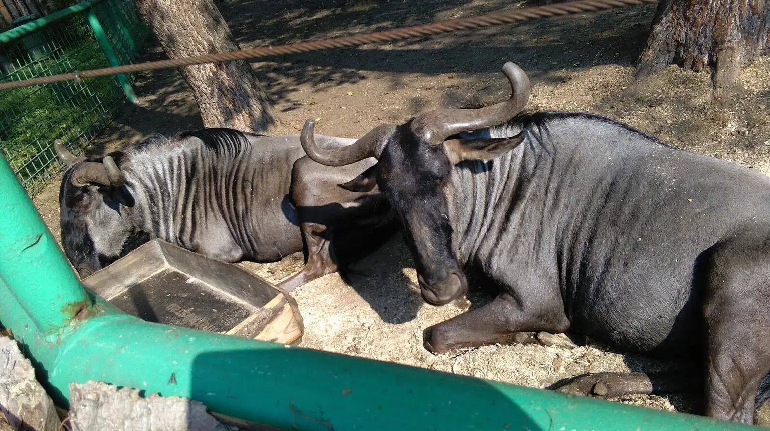 Zoopark Berousek – zoo a farmy, Doksy