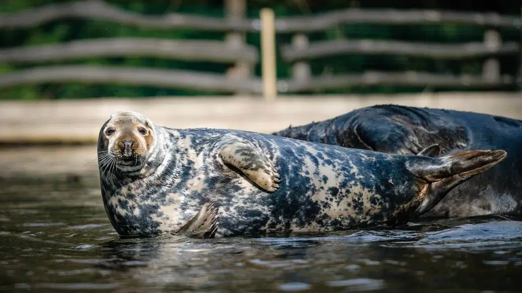 Zoopark Chomutov – zoo a farmy, Chomutov