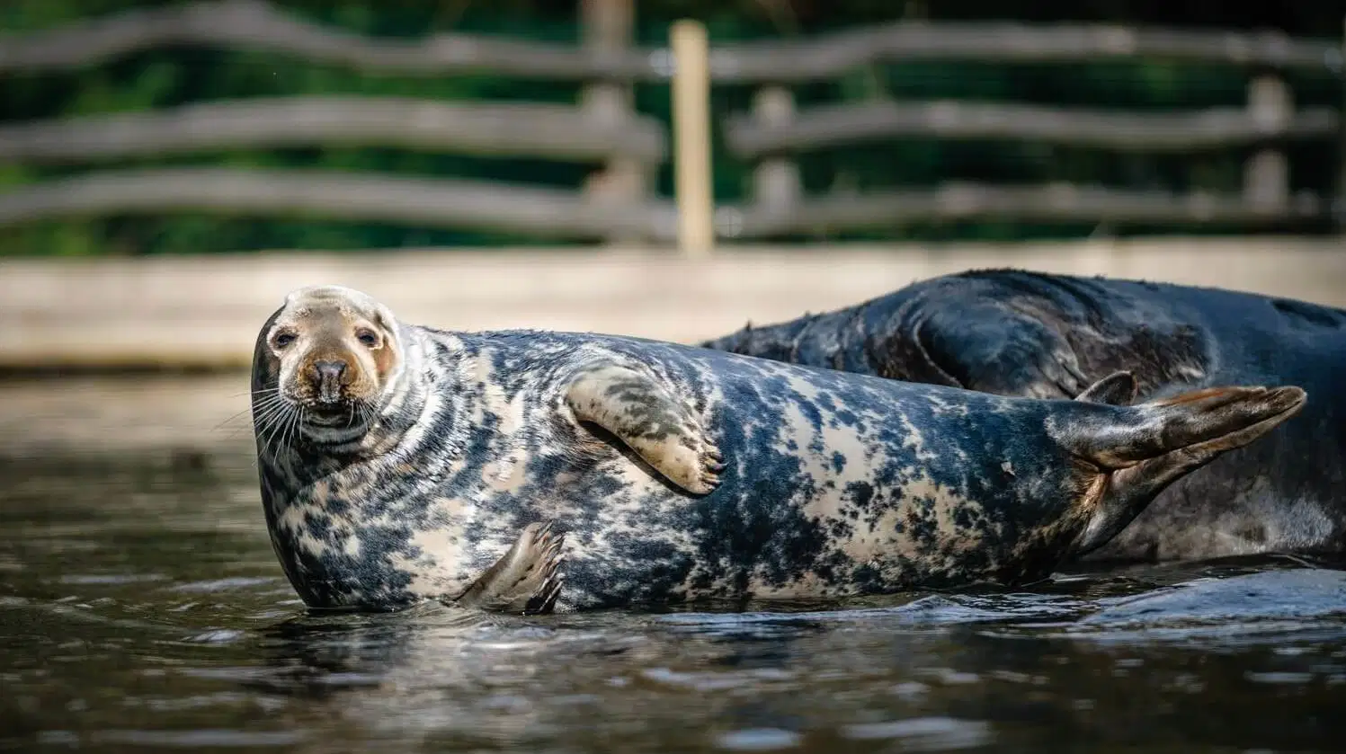 Zoopark Chomutov – zoo a farmy, Chomutov
