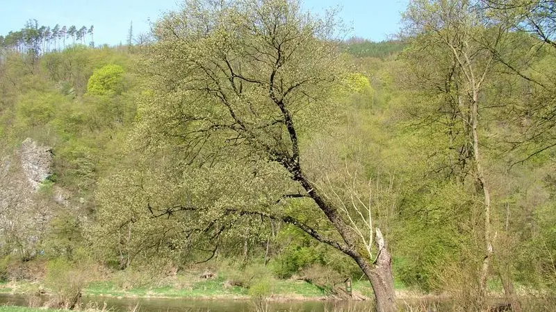 CHKO Křivoklátsko – příroda, Křivoklát