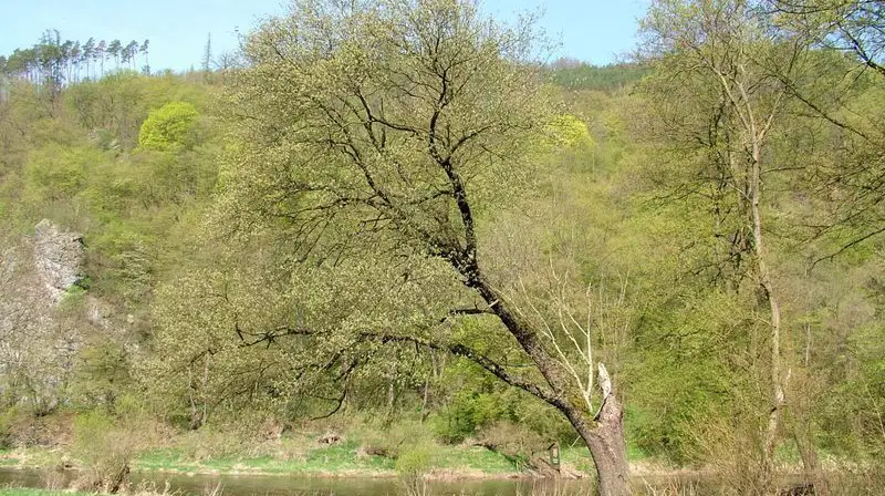 CHKO Křivoklátsko – příroda, Křivoklát
