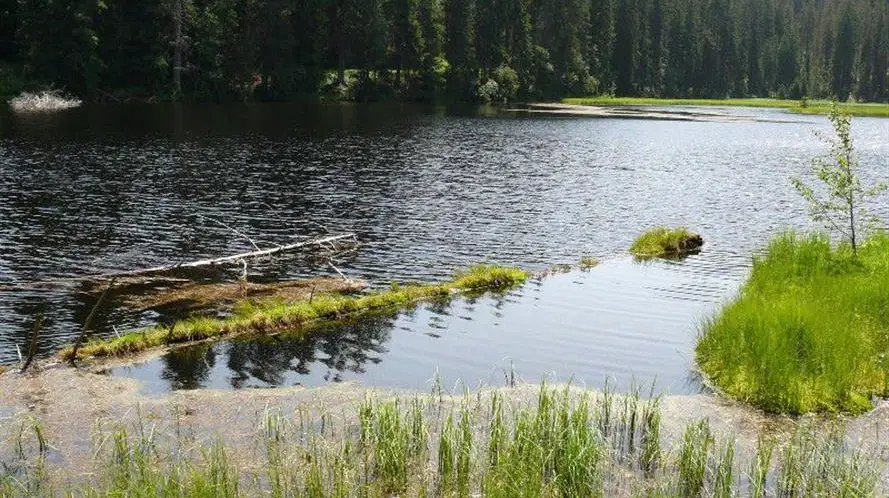 Jezero Laka – příroda, Prášily