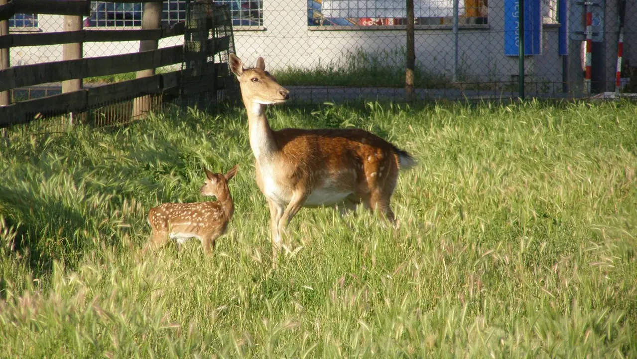 Jižanský dvorek – zoo a farmy, Brno