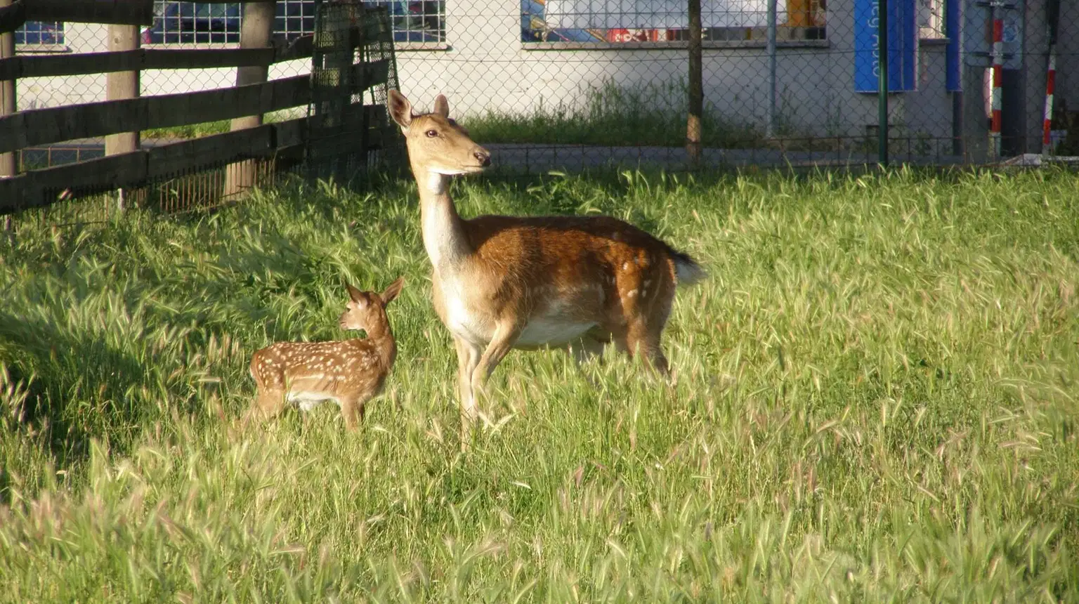 Jižanský dvorek – zoo a farmy, Brno