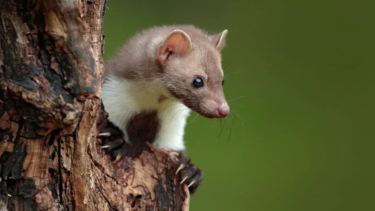 ParaZOO Vlašim – zoo a farmy, Vlašim