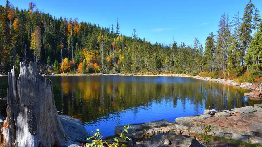 Prášilské jezero – příroda, Prášily