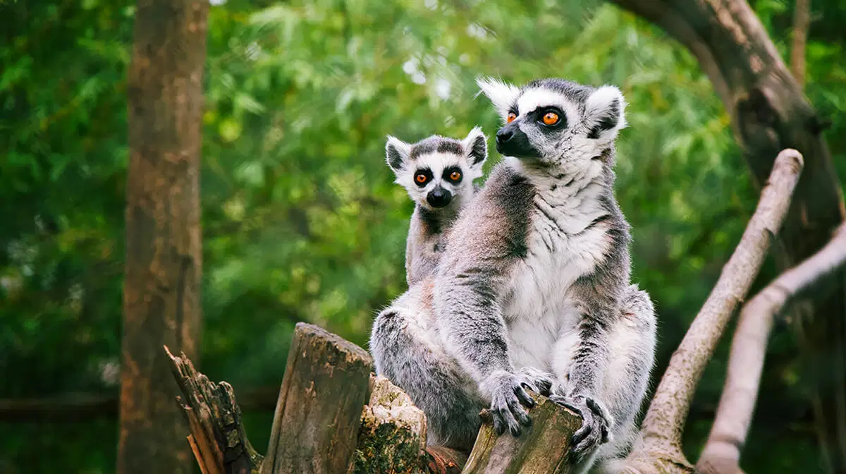 Zoopark Zájezd – zoo a farmy, Zájezd