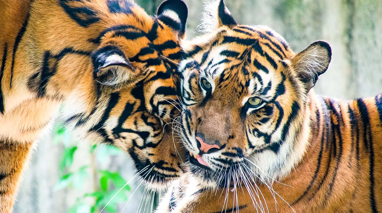Zoo Jihlava – zoo a farmy, Jihlava