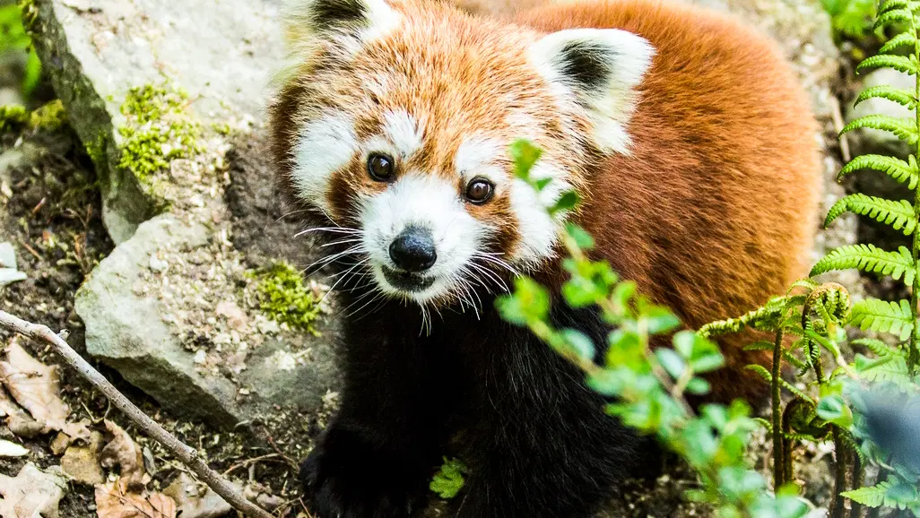 Zoo Ostrava – zoo a farmy, Ostrava