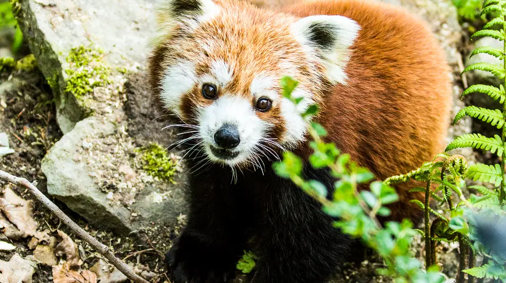 Zoo Ostrava – zoo a farmy, Ostrava