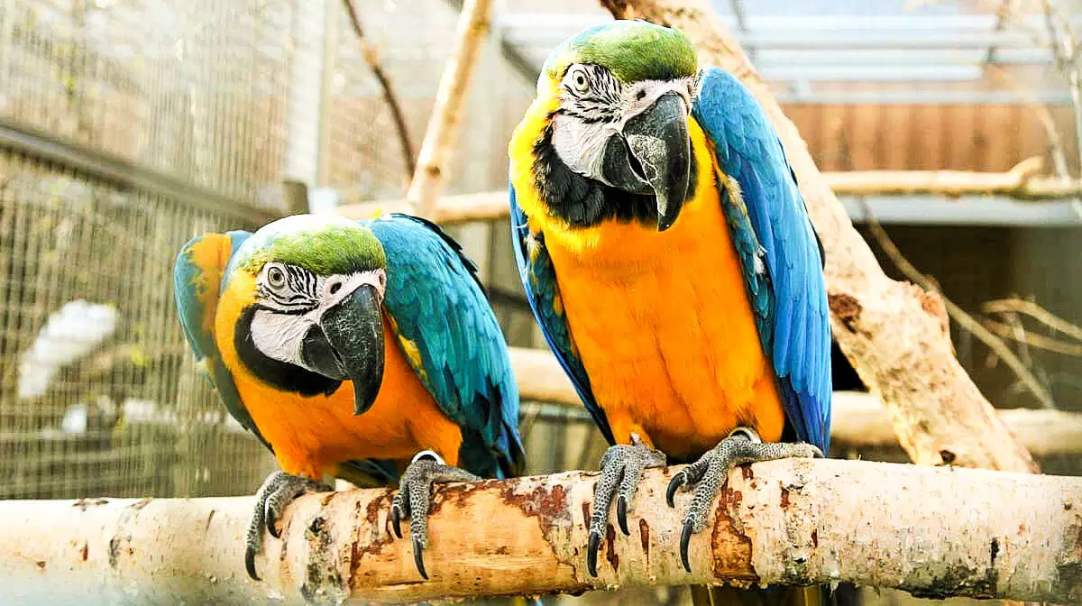 Papouščí zoo Bošovice – zoo a farmy, Bošovice