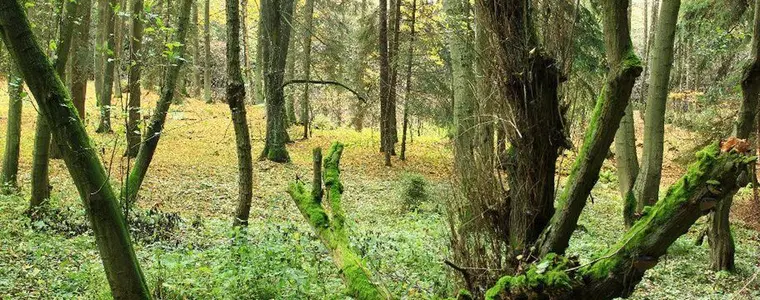 Vodárenský les Svitavy – naučné stezky, Svitavy