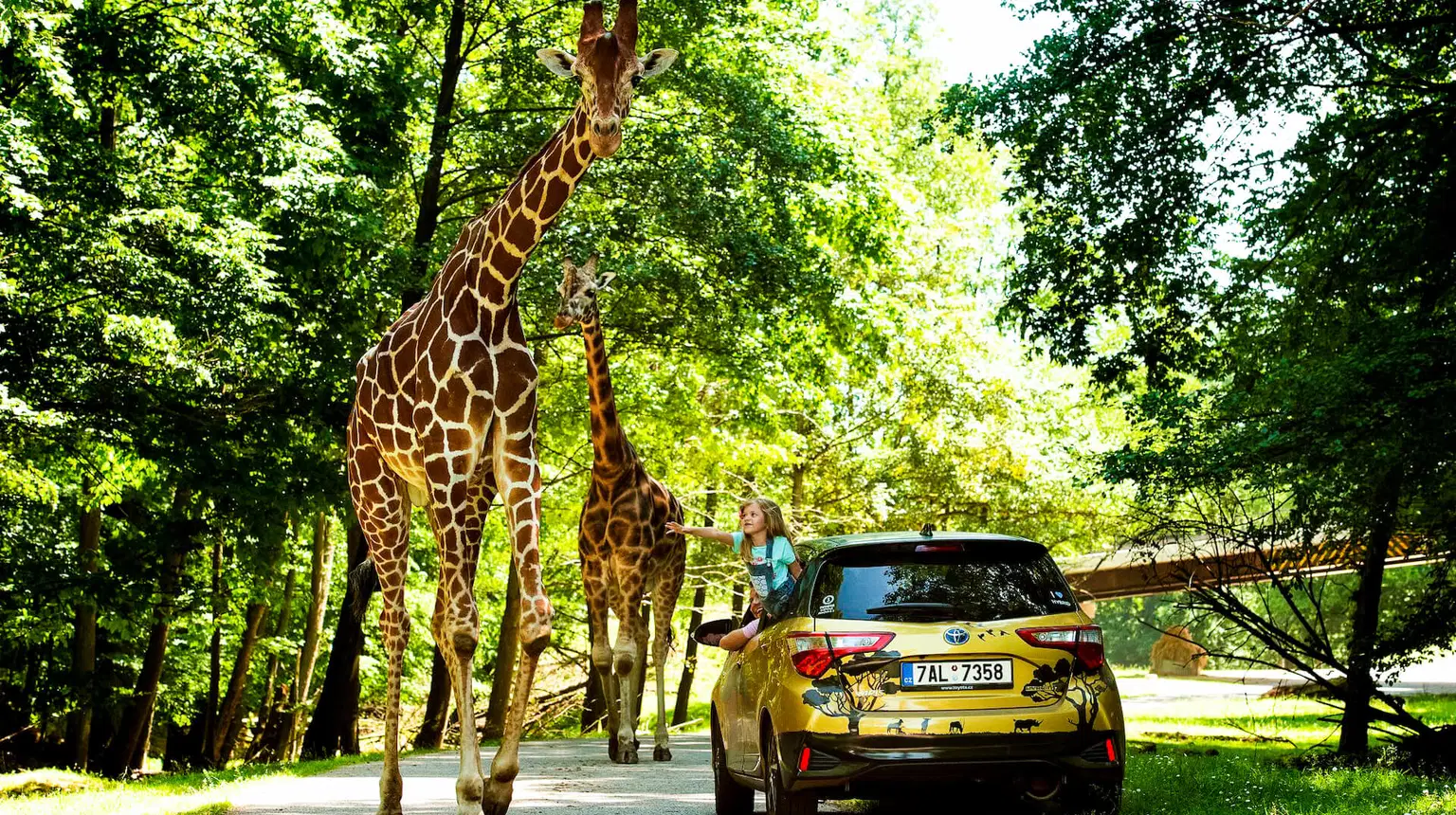 Safari Park Dvůr Králové – zoo a farmy, Dvůr Králové nad Labem