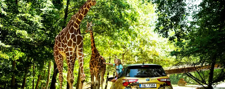 Safari Park Dvůr Králové – zoo a farmy, Dvůr Králové nad Labem