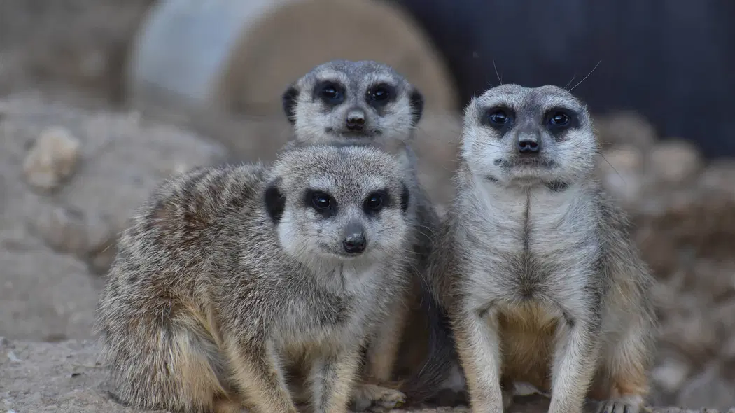 ZOO Tábor – zoo a farmy, Tábor