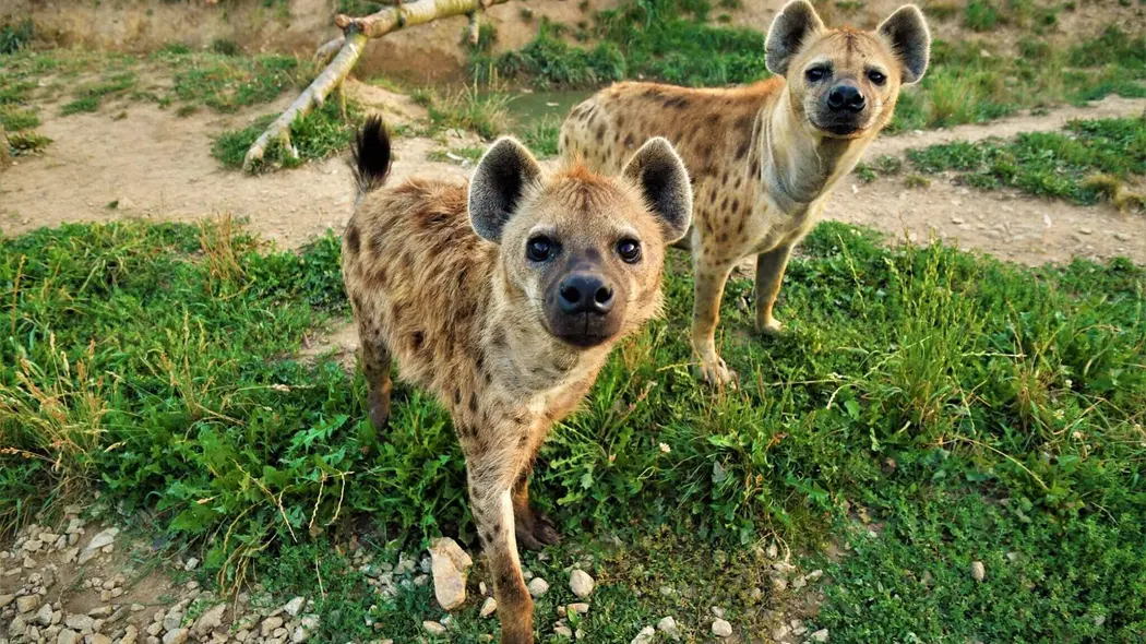 Zoopark Na Hrádečku – zoo a farmy, Horní Pěna