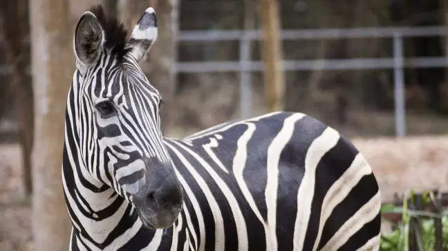 ZOO Ústí nad Labem – zoo a farmy, Ústí nad Labem