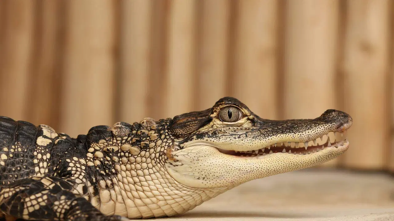 Krokodýlí zoo Praha – zoo a farmy, Praha