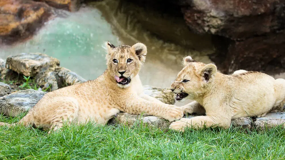 Zoo Plasy – zoo a farmy, Plasy
