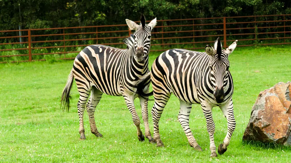 Zoologická zahrada Dvorec – zoo a farmy, Borovany