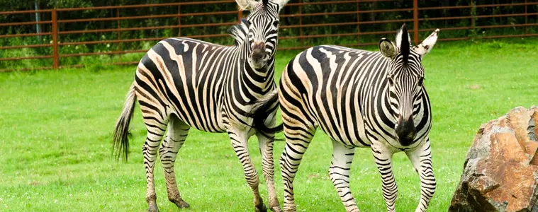 Zoologická zahrada Dvorec – zoo a farmy, Borovany