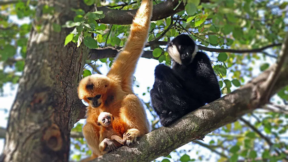 Zoo Plzeň – zoo a farmy, Plzeň