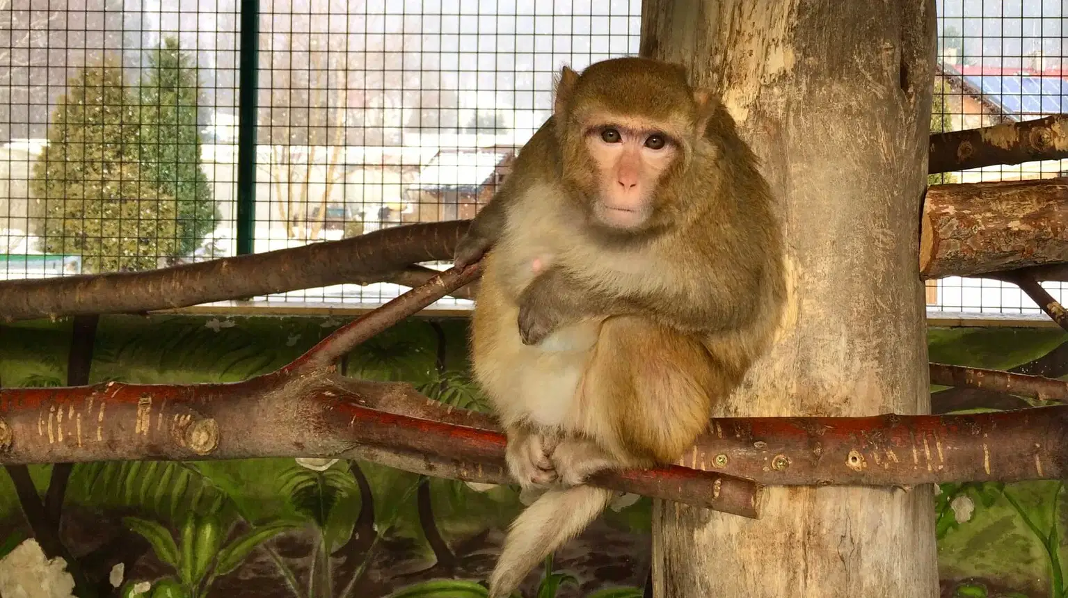 Faunapark Horní Lipová – zoo a farmy, Lipová-lázně