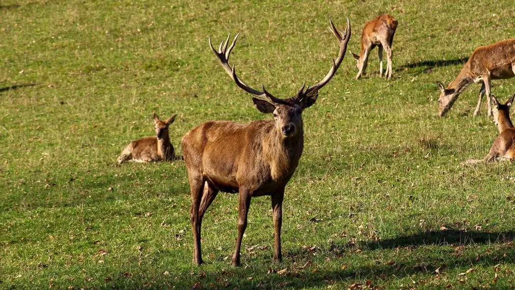 Jelení Farma Dětřichov – zoo a farmy, Jeseník