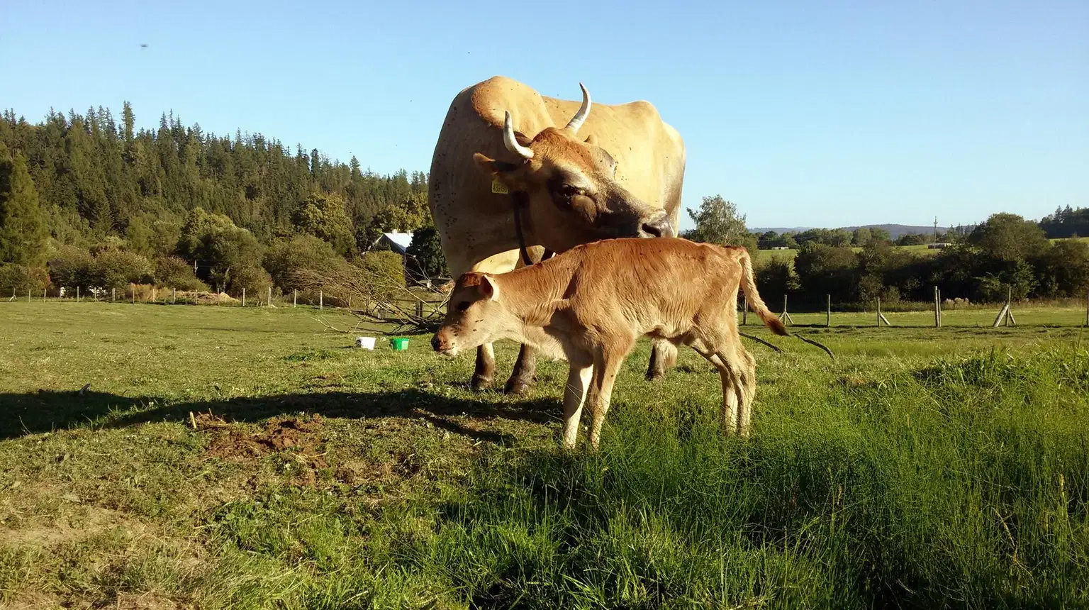 Farma U Stromovouse – zoo a farmy, Světlá Hora