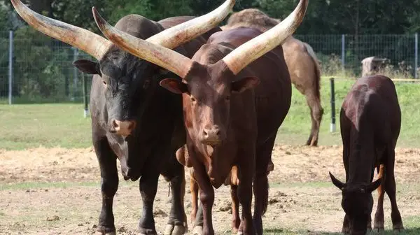 Zoo Park Vyškov – zoo a farmy, Vyškov